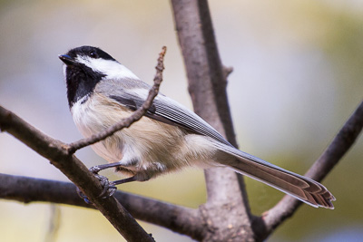 black capped chickadee th 4