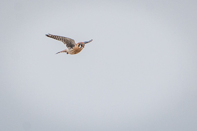 american kestrel th 1
