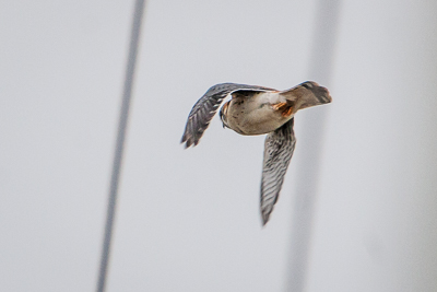 american kestrel th 2