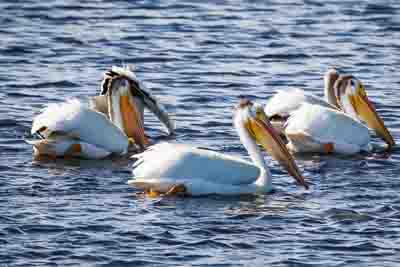 american white-pelican th 1