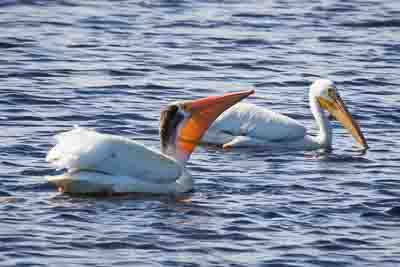 american white-pelican th 2