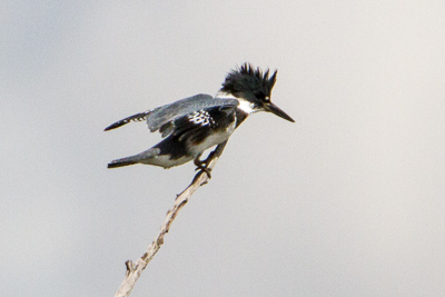 belted kingfisher th 2