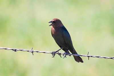 brown-headed-cowbird th 1