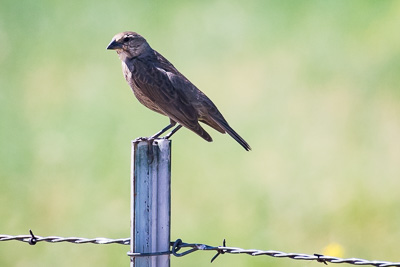 brown-headed-cowbird th 2