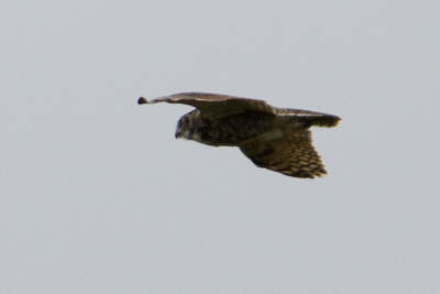 burrowing owl th 1