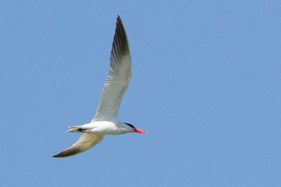 caspian tern th 1