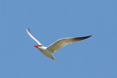 caspian tern th 2