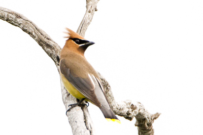 cedar waxwing th 1