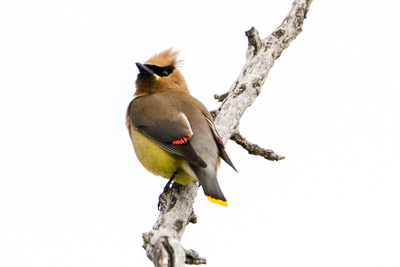 cedar-waxwing th 2