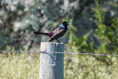 common grackle th 1
