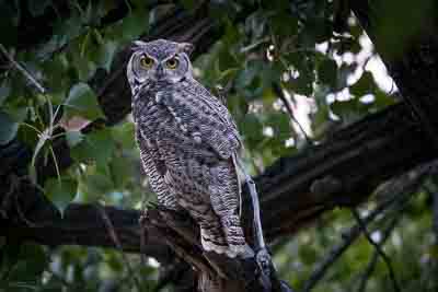 great horned owl th 1