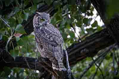great horned owl th 2