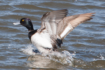 lesser scaup th 1
