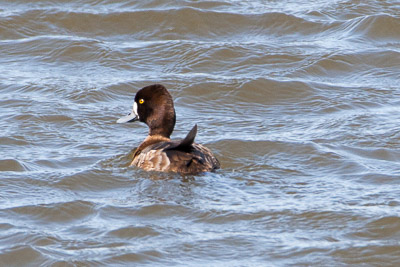 lesser scaup th 2