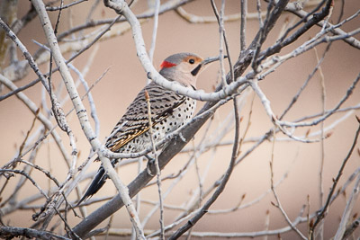 northern flicker th 1