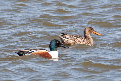 northern shoveler th 2