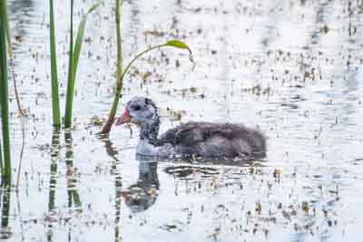 pied-billed-grebe th 1