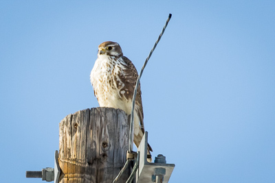 prairie falcon th 1