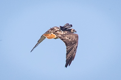 red tailed hawk th 2