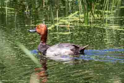 redhead th 1