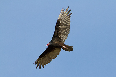 turkey vulture th 1