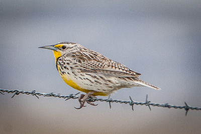 western meadowlark th 1
