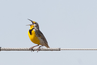 western meadowlark th 2