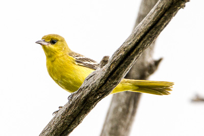 western tanager th 1