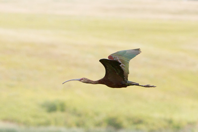 white-faced ibis th 1