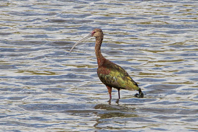 white-faced ibis th 2