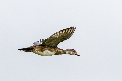 wood duck th 1