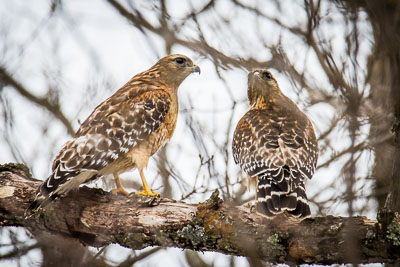 red shouldered hawk th 3