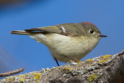 least flycatcher th 2