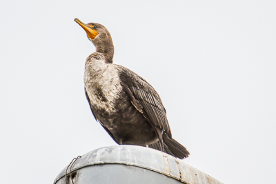 double-crested cormorant th 2