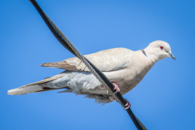 Eurasian Collared Dove th 2