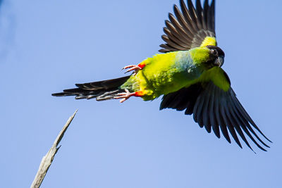 Nanday Parakeet th 3