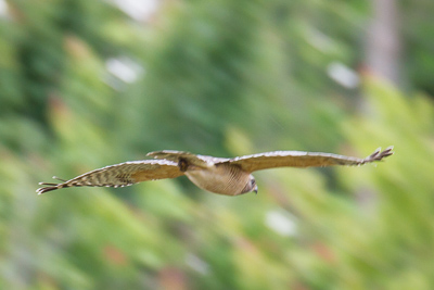 red-shouldered hawk th 2