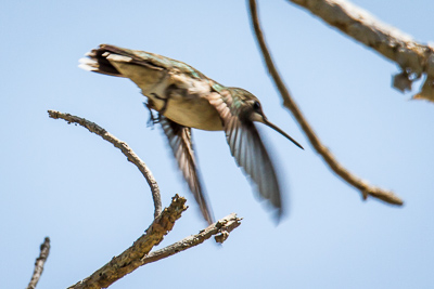 Ruby-throated Hummingbird th 1