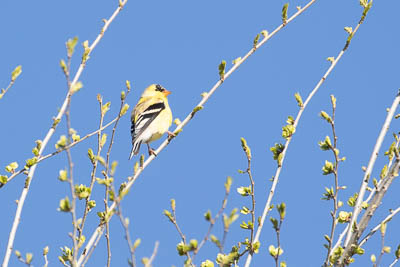 american goldfinch th 2