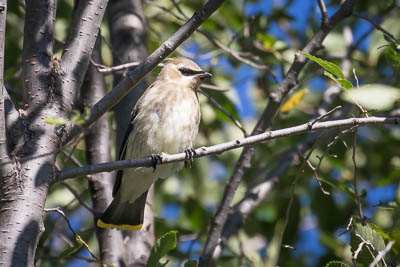 cedar waxwing th 1