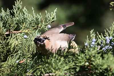 cedar waxwing th 2