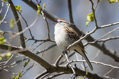 chipping sparrow th 1