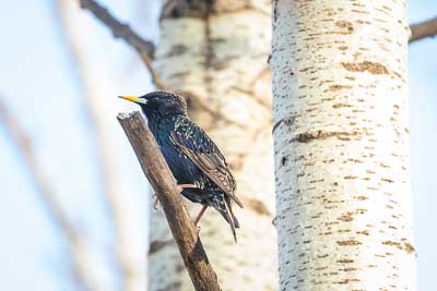 european starling th 1