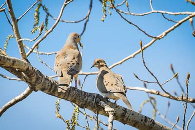 mourning dove 1