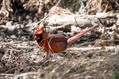 northern cardinal th 1