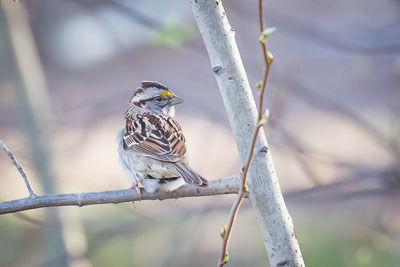 white throated sparrow th 1