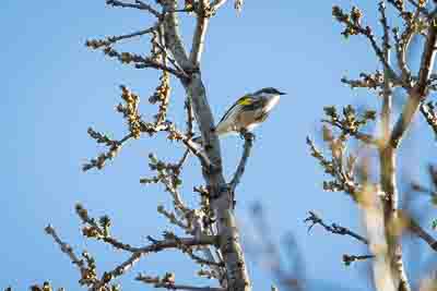 yellow rumped warbler th 1