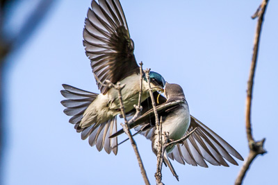 tree swallow th 2