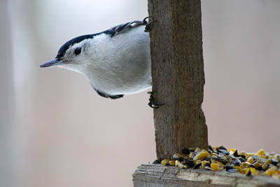 white breasted nuthatch th 2