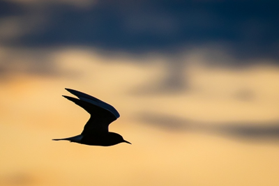 black tern silhouette th 1